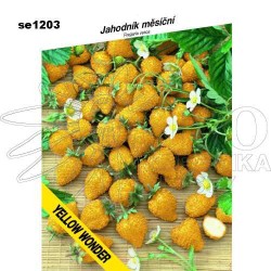 Jahodník YELLOW WONDER